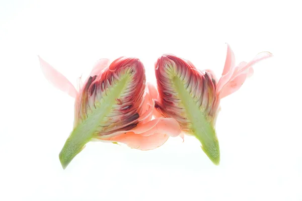 ジンジャーの花 — ストック写真
