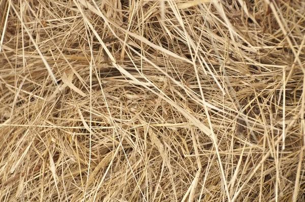 Stock image The Hay