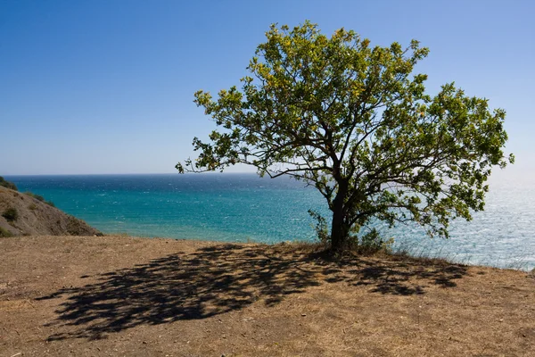 Träd och skugga — Stockfoto