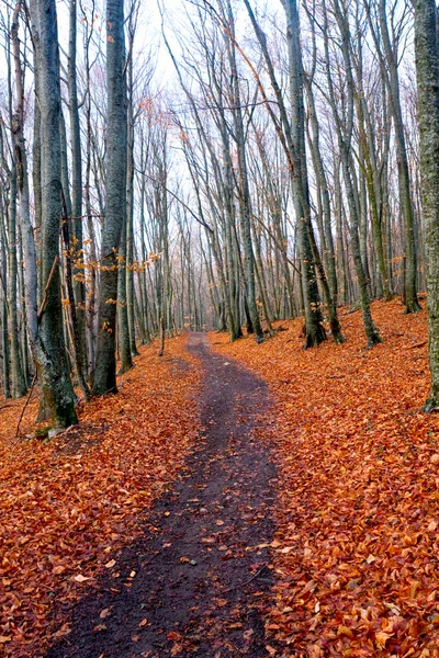 Ösvény az őszi erdőben — Stock Fotó