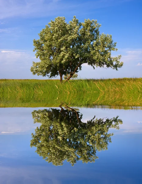 Зелене дерево біля води — стокове фото
