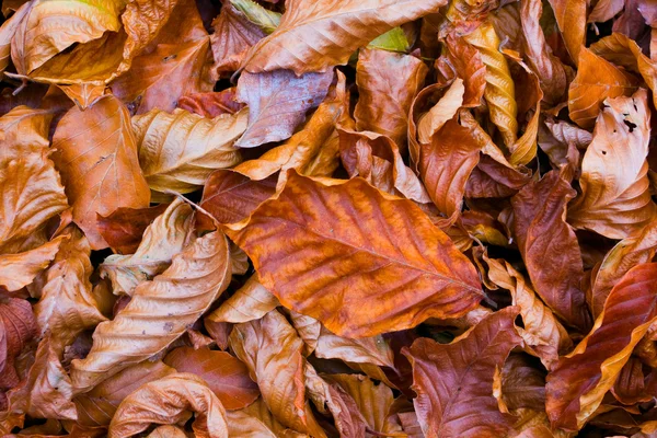 Сухая листва — стоковое фото