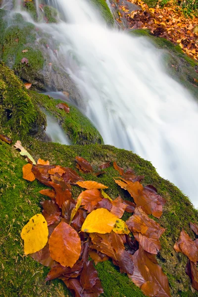 Feuilles d'automne près de la cascade — Photo