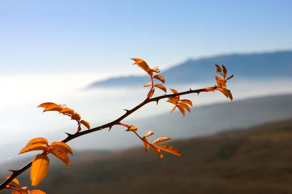 Herbst Zweig auf Bergen Hintergrund — Stockfoto