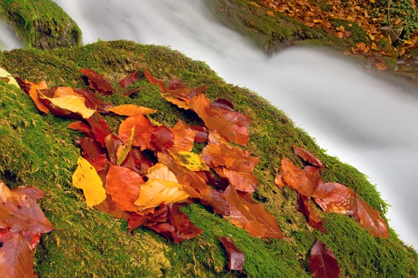 Na podzim listy poblíž vodopád — Stock fotografie