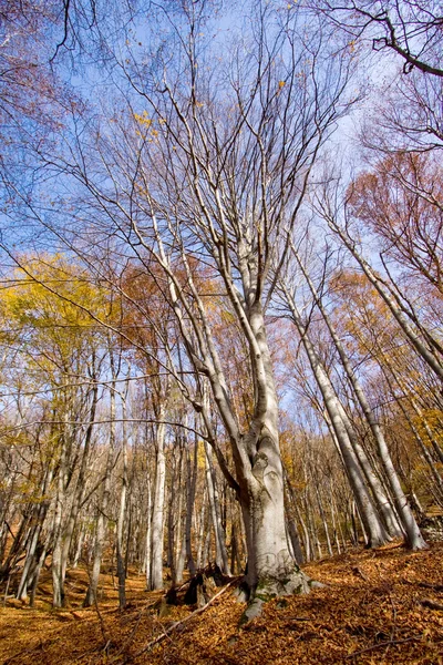 stock image In forest