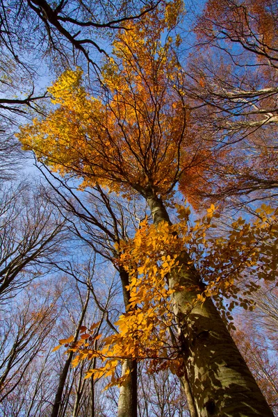 Őszi fák koronája — Stock Fotó