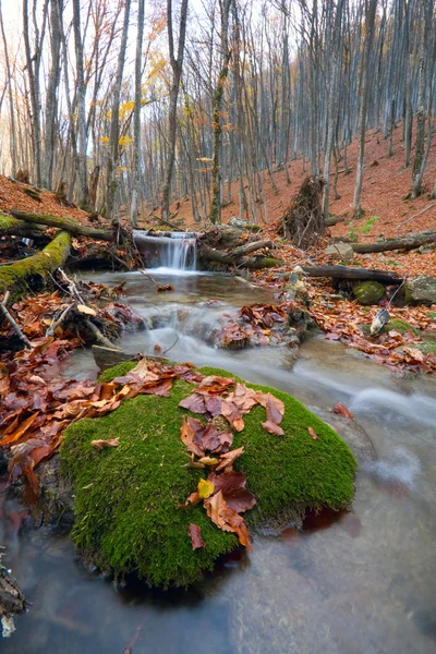 Brook in autumn forest — Stock Photo, Image