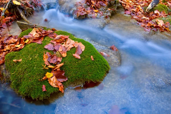 Herbstblätter auf grünem Moos — Stockfoto