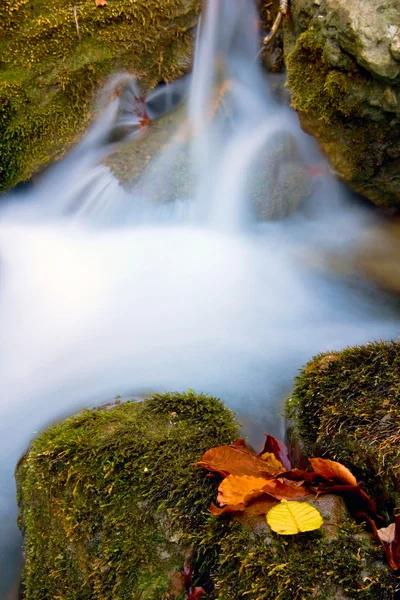Осенние листья у ручья — стоковое фото