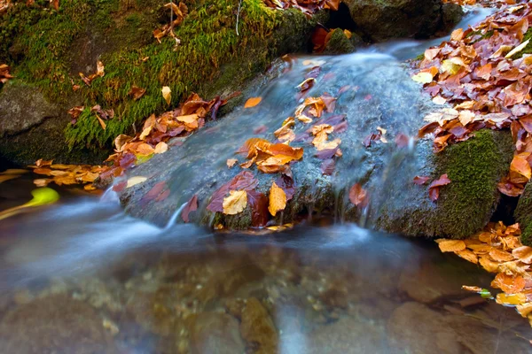 Φθινόπωρο φύλλωμα στο νερό του βουνό ρεύμα — Φωτογραφία Αρχείου