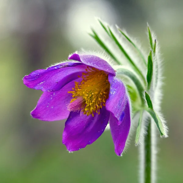 Bel fiore pasqueflower — Foto Stock