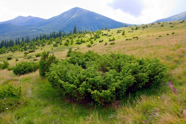Plantas verdes en el prado en las montañas — Foto de Stock