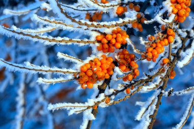 The branches of sea-buckthorn clipart