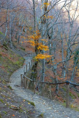 Sonbahar ormanlarında yol