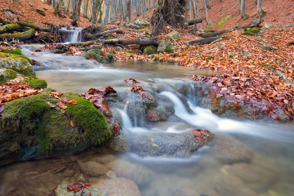 秋の森の小川 — ストック写真