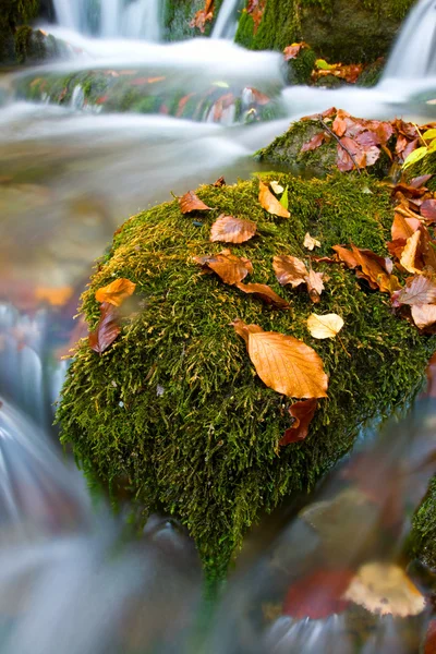 Осенняя листва возле мутена — стоковое фото