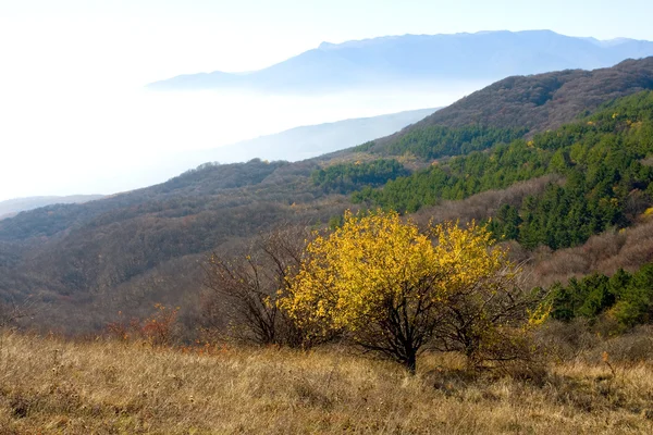 Желтое осеннее дерево в горах — стоковое фото