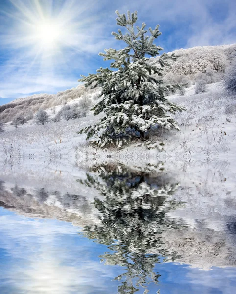 Замороженное дерево — стоковое фото