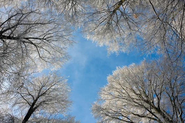 冷凍の上の木 — ストック写真