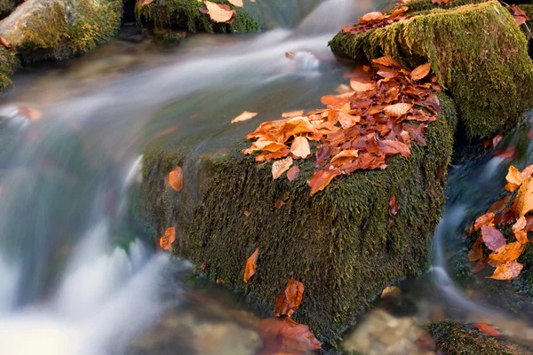 Осенний ручей — стоковое фото
