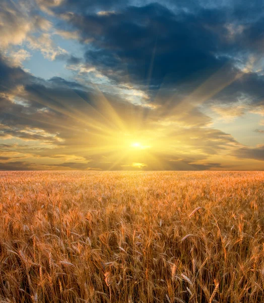 Coucher de soleil sur champ de céréales — Photo