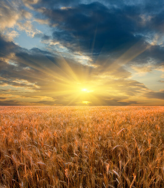 Закат над зерновым полем
