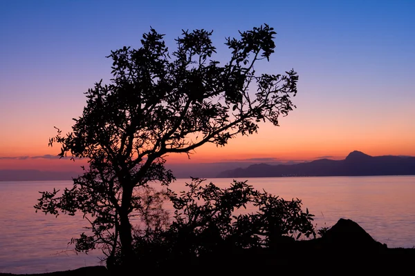 Baum auf Sonnenuntergang Hintergrund — Stockfoto