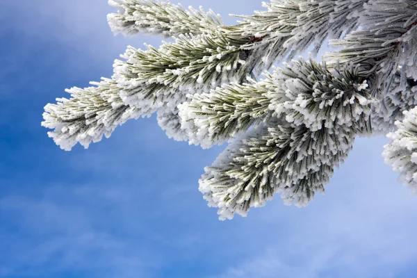 Снігова вкрита сосновою гілочкою — стокове фото