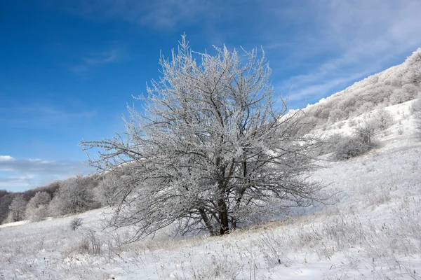 Árvore congelada no campo de inverno — Fotografia de Stock