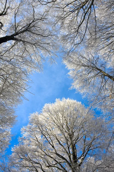 Vista para cima árvores congeladas — Fotografia de Stock
