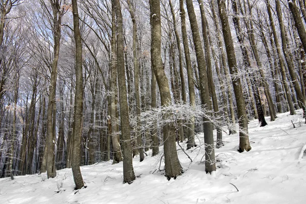 Zima w lesie buk — Zdjęcie stockowe