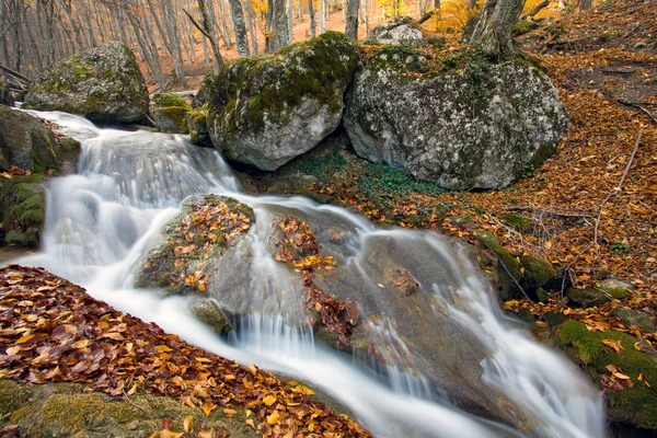 秋の森の小川 — ストック写真