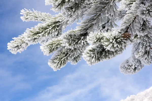 大雪覆盖杉树枝 — 图库照片