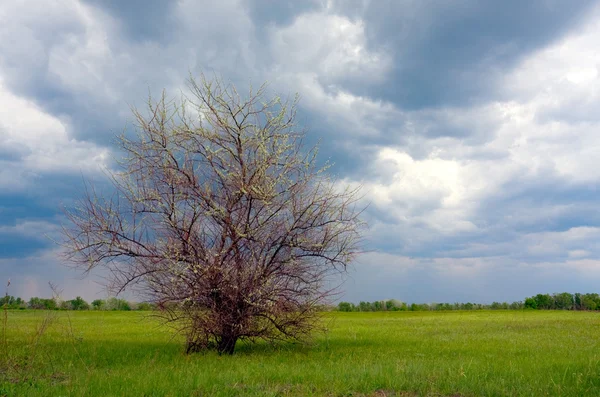Çayır'ın yalnız ağaçta — Stok fotoğraf