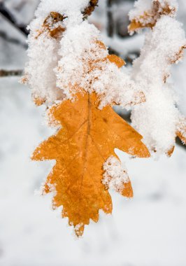 Autumn leafs under snow clipart