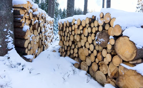 Drewno kominkowe sklep w zimowym lesie — Zdjęcie stockowe