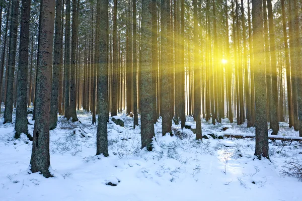在森林里的冬现场 — 图库照片
