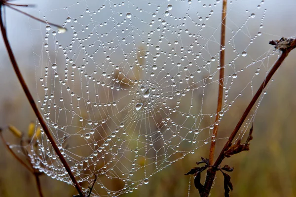 Web with water drops — Stock Photo, Image