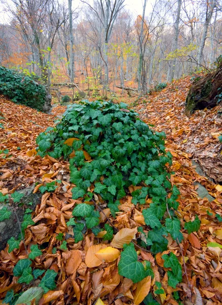 Sonbahar Ormandaki Küçük Şelale — Stockfoto
