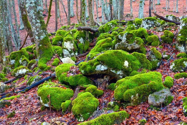 Зеленые камни в лесу — стоковое фото