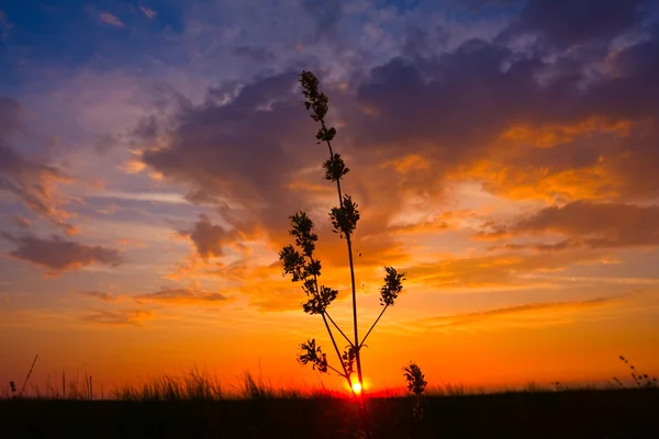 Sunset in steppe — Stock Photo, Image