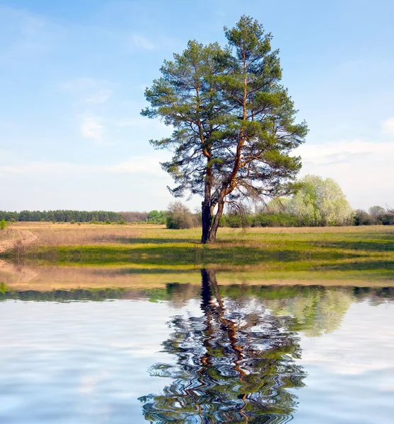 Одне дерево біля води — стокове фото