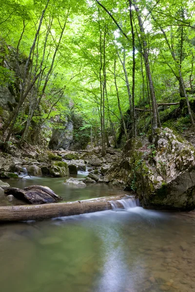 Gebirgsfluss im grünen Wald — Stockfoto