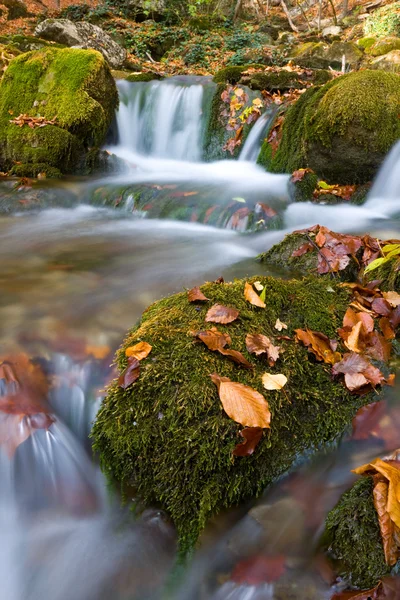 Missouri Podzimním Lese — Stock fotografie