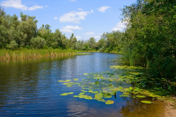 Sommerlandschaft Fluss Ukraine — Stockfoto