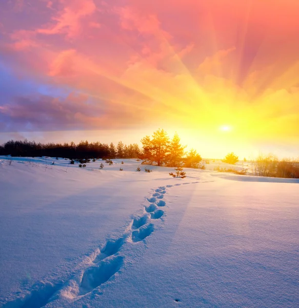 Śnieg ścieżka w stepy na tle zachodu słońca — Zdjęcie stockowe