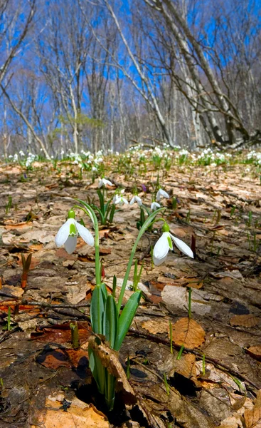 春の花の森 — ストック写真