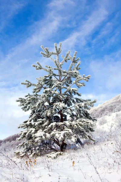 Witner träd — Stockfoto