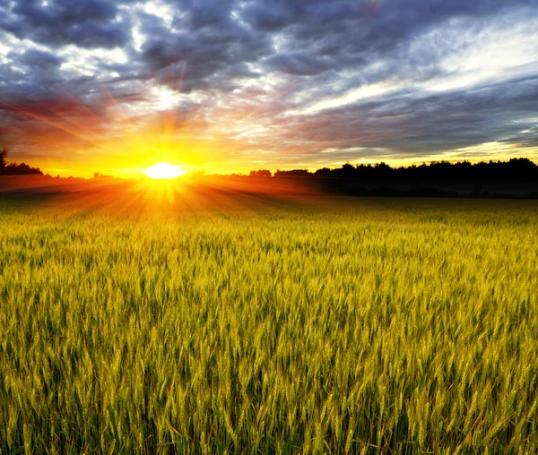 Puesta de sol sobre campo de cultivo — Foto de Stock